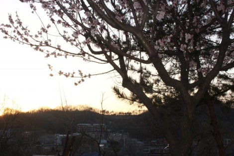 Cherry blossom flash.jpg